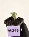 Alocasia reginula 'Ninja Variegata'