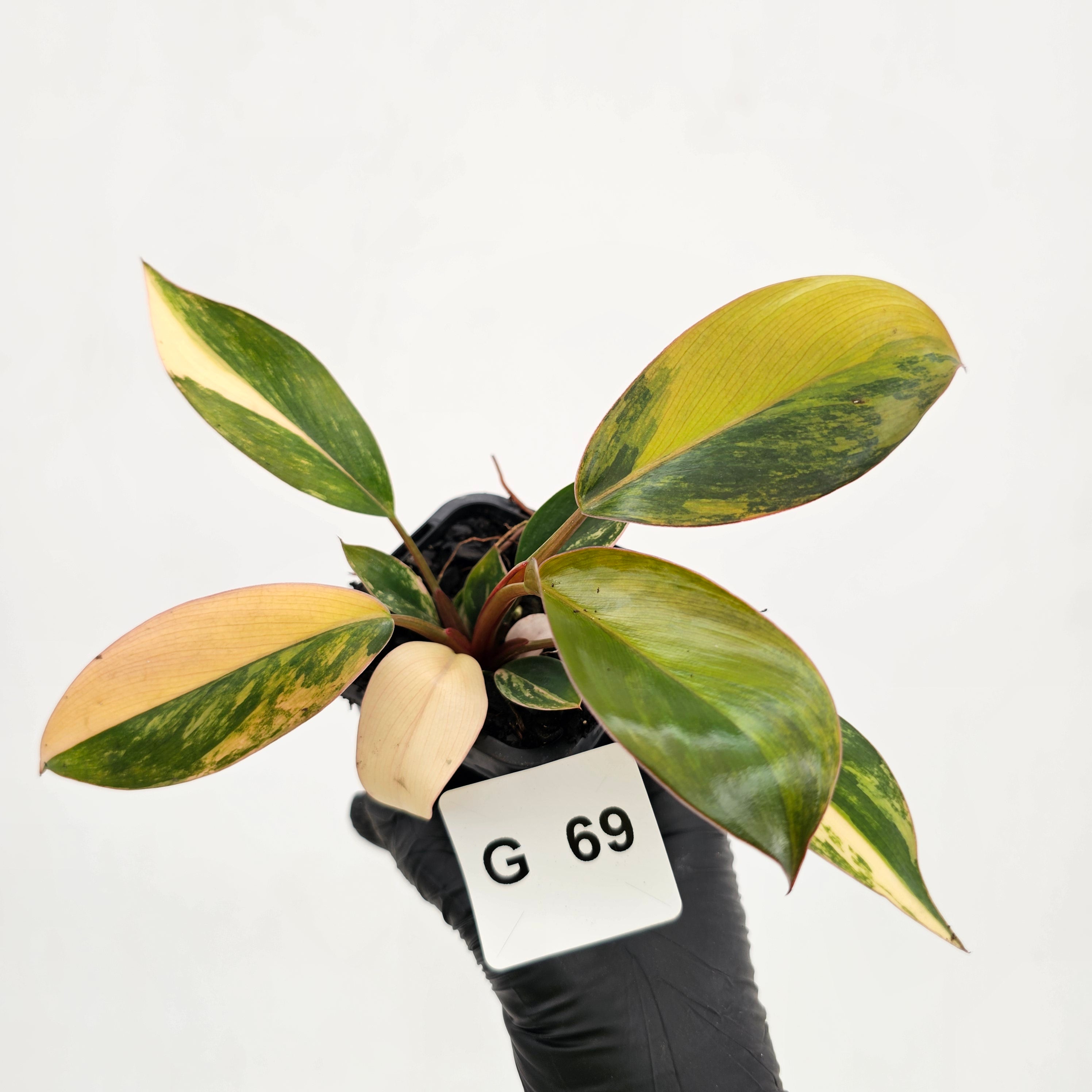Philodendron 'Rojo Congo Variegated' - SALE