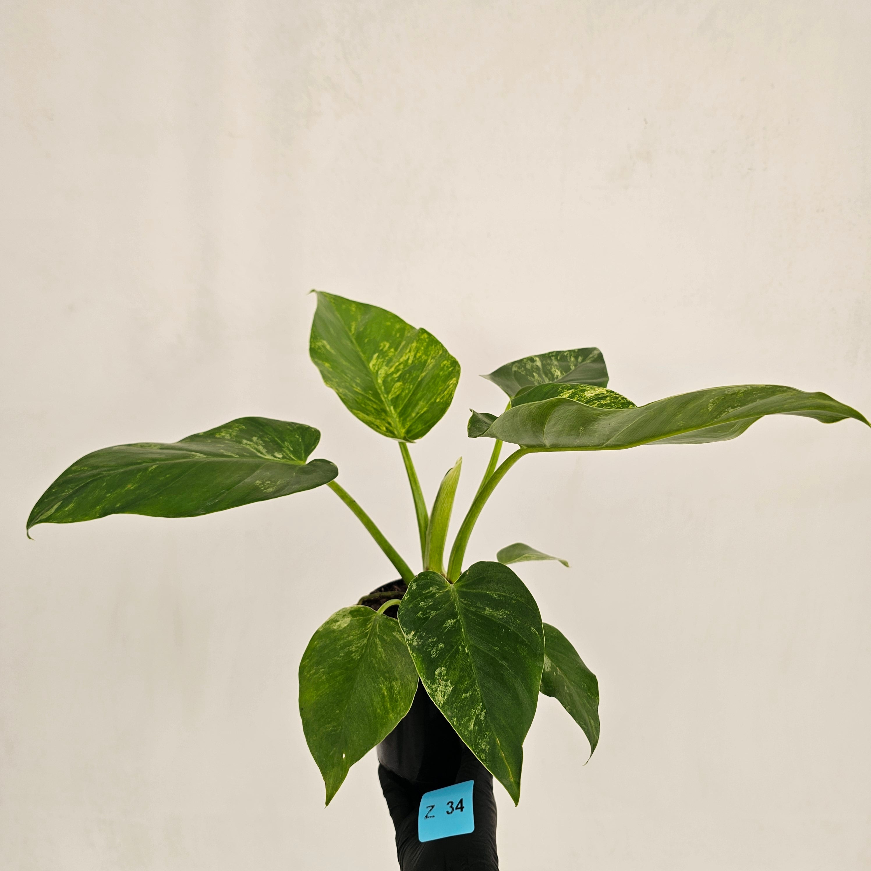 Philodendron giganteum Blizzard - SALE