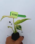Monstera Deliciosa 'White Monster' - Bare Bottom Baby