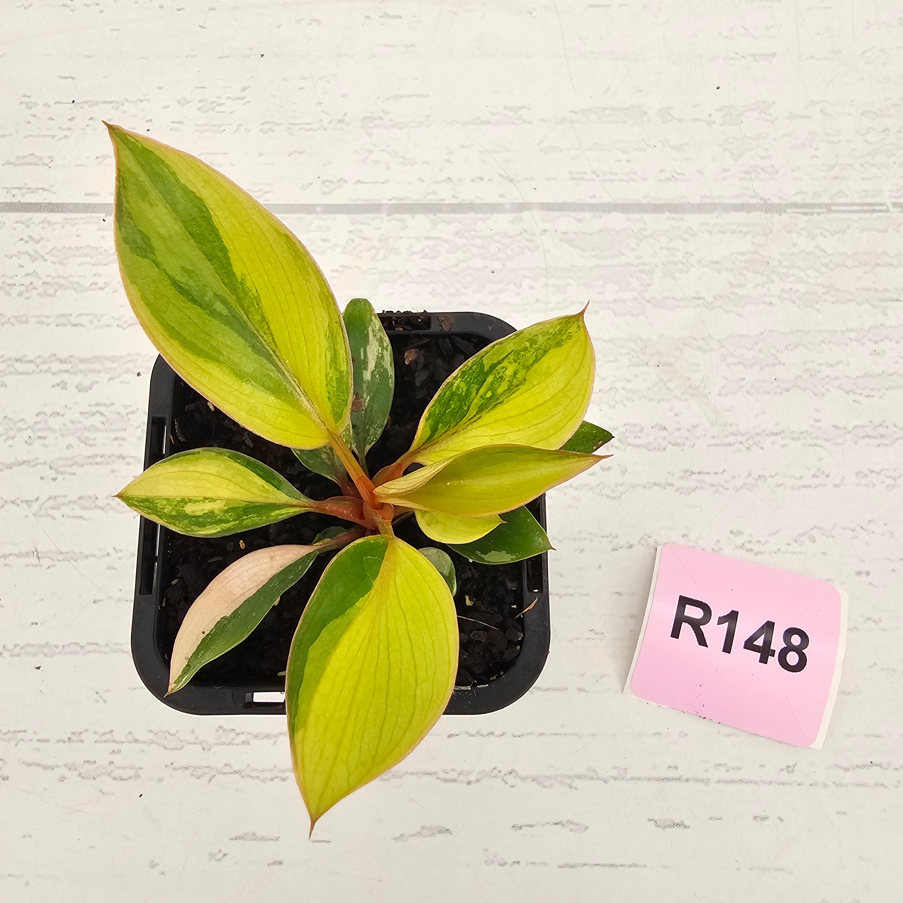 Philodendron 'Rojo Congo Variegated' 70mm