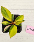 Philodendron 'Rojo Congo Variegated' 70mm