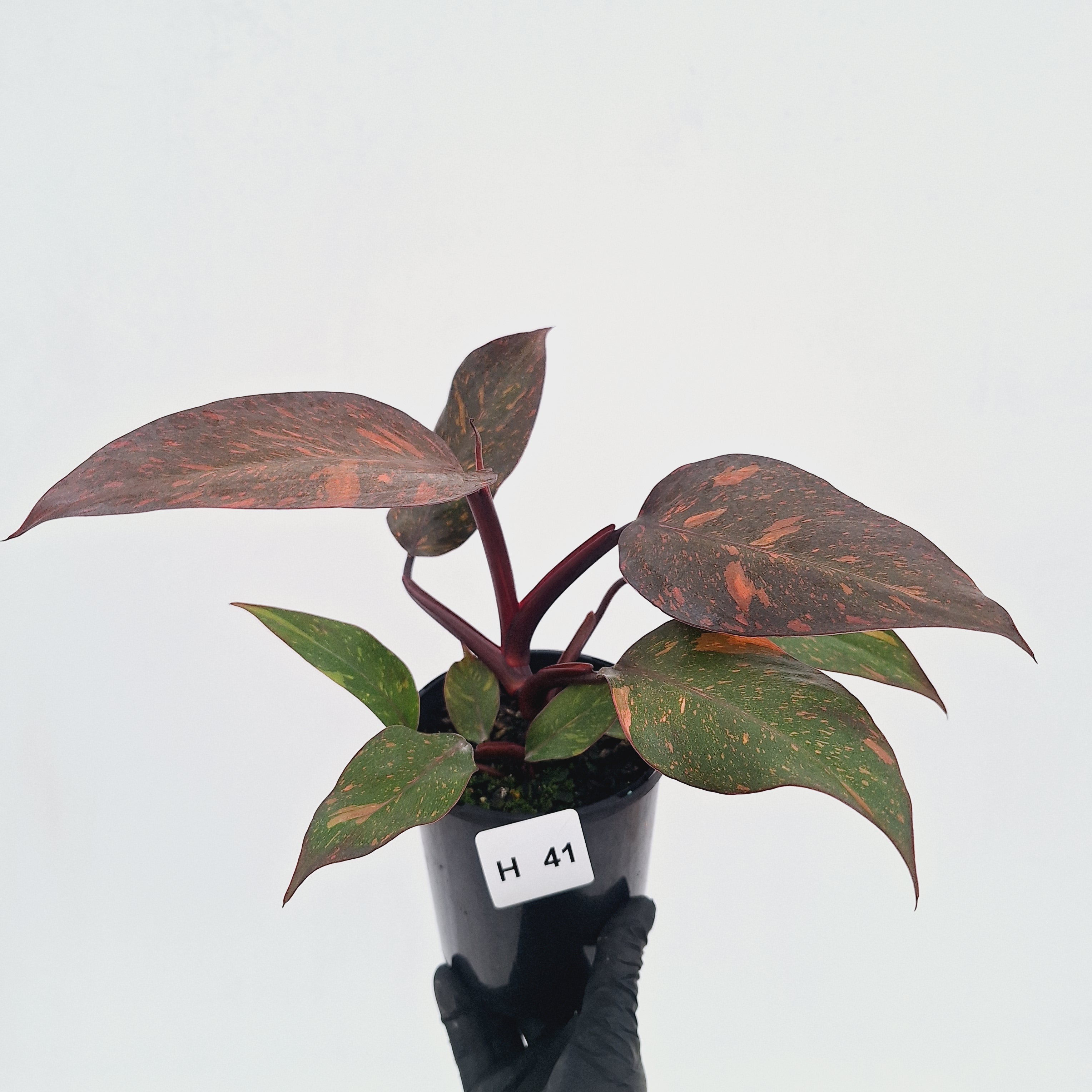 Philodendron 'Orange Princess' - FLASH SALE