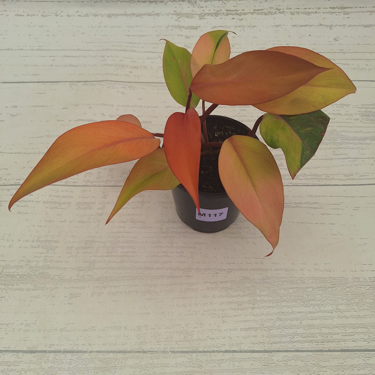 Philodendron 'Orange Princess' Sport