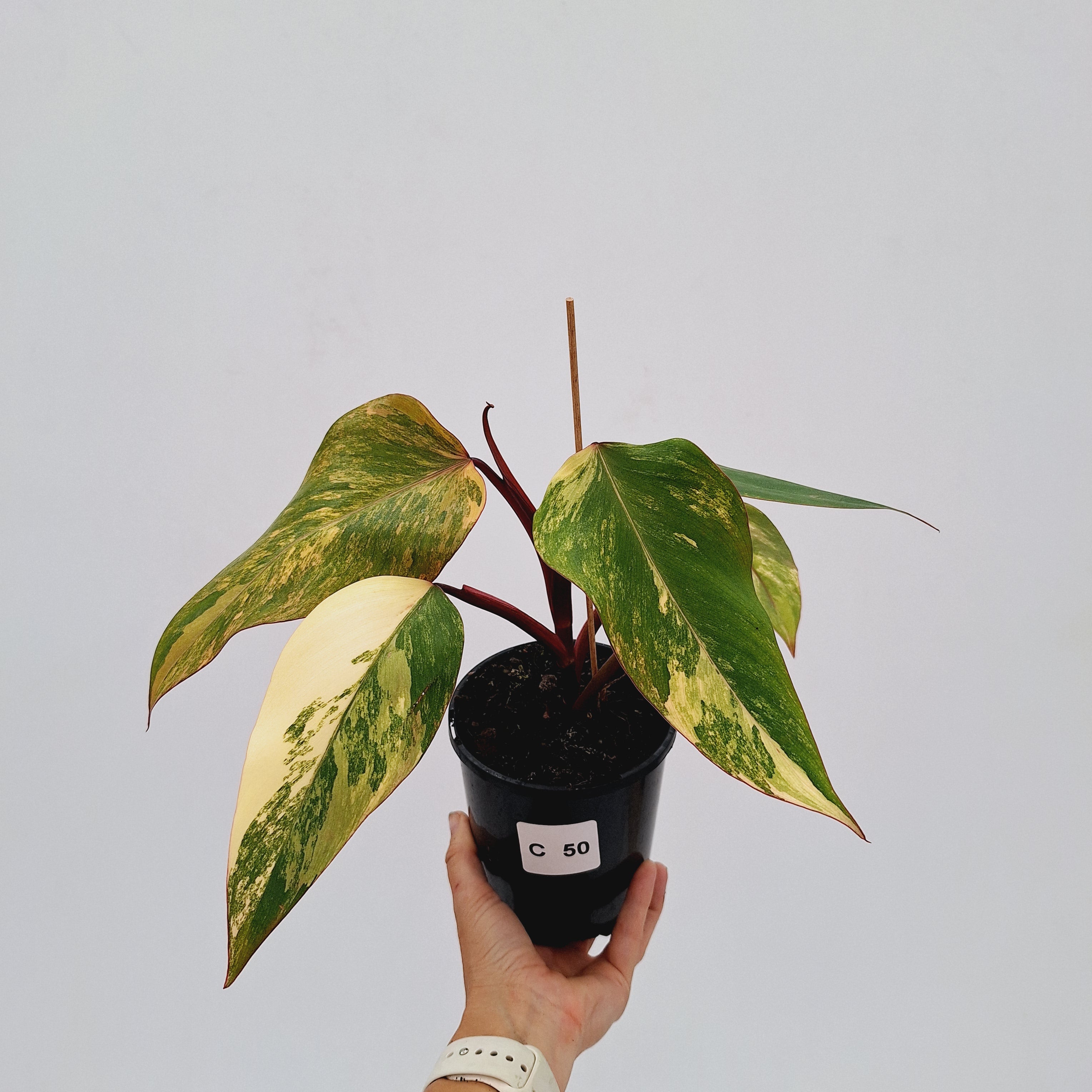 Philodendron erubescens Strawberry Shake