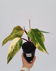 Philodendron erubescens Strawberry Shake