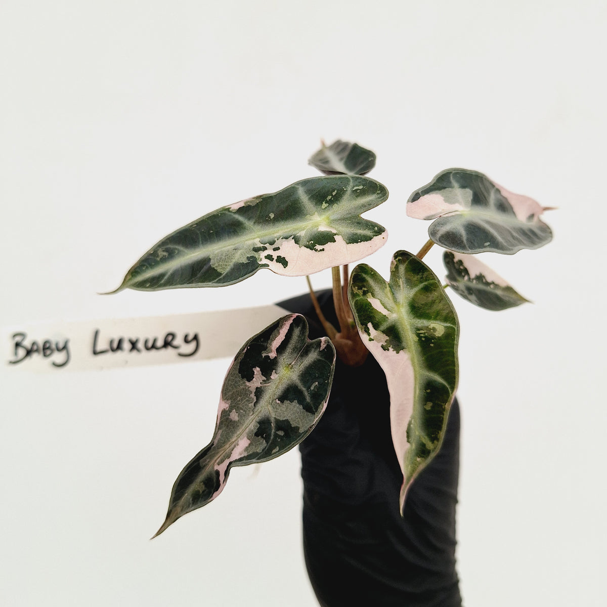 Alocasia Amazonica bambino Variegata - Bare Bottom Baby
