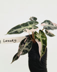 Alocasia Amazonica bambino Variegata - Bare Bottom Baby