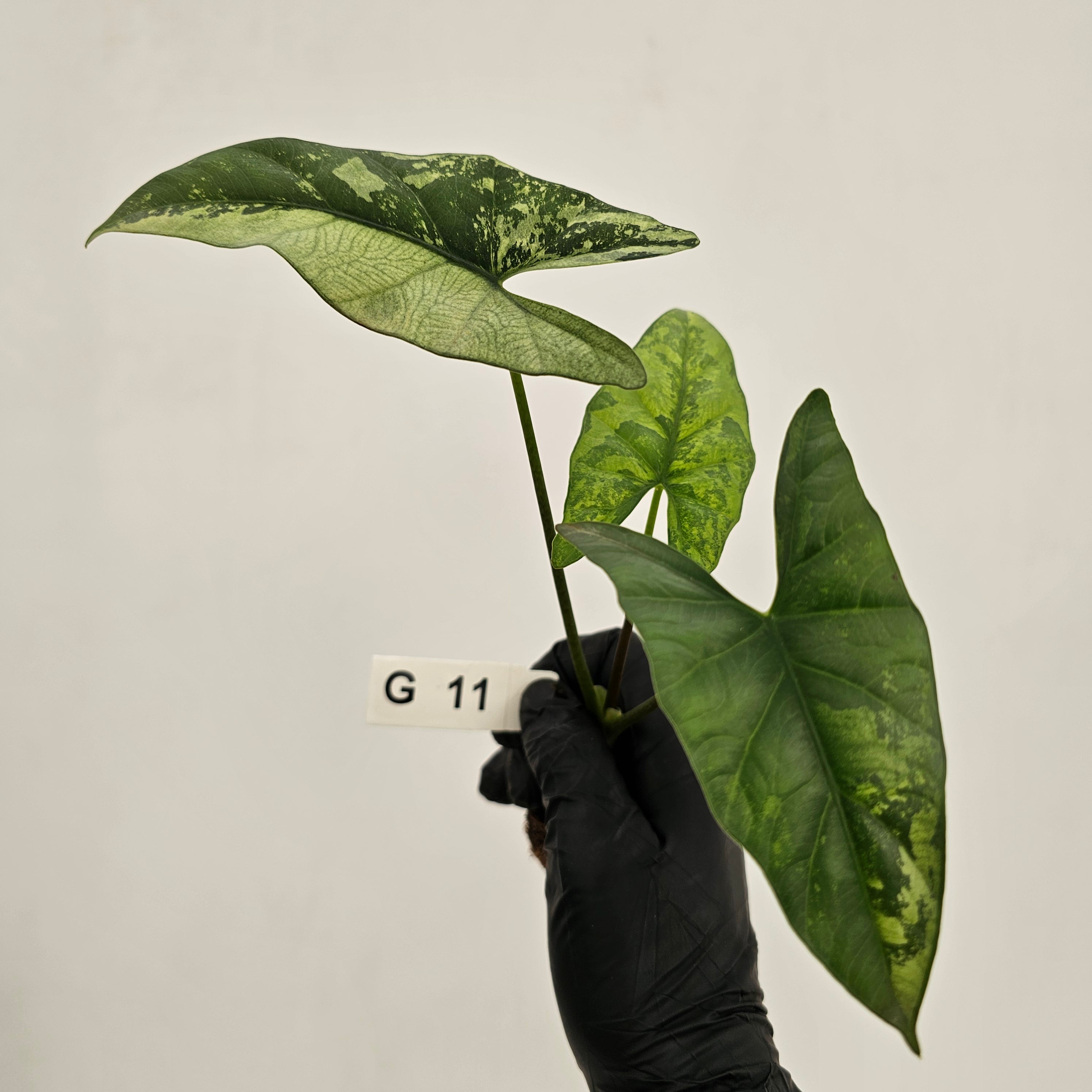 Alocasia 'Simpo'  Variegata- Bare Bottom Baby - SALE