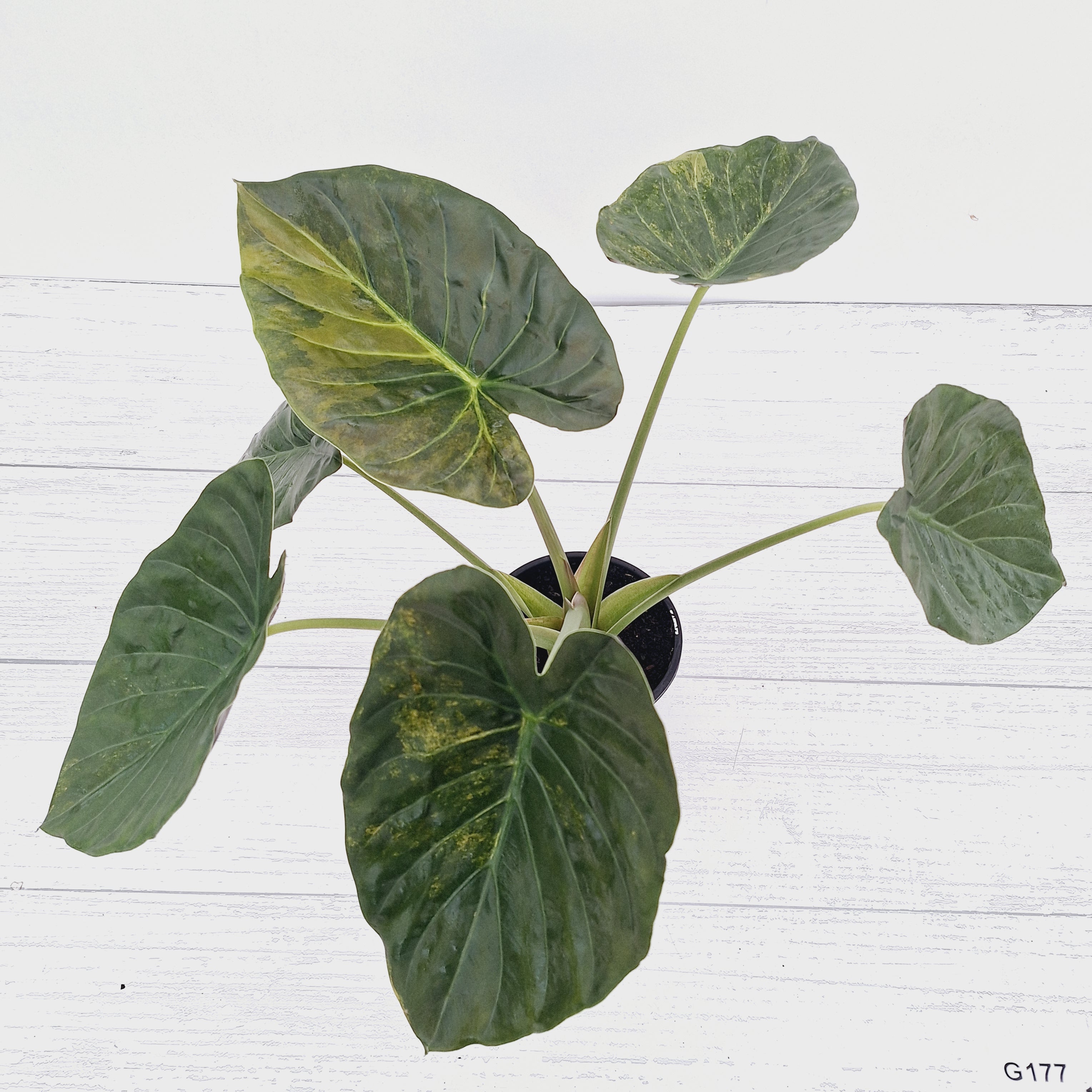 Alocasia ‘wentii’ Variegated