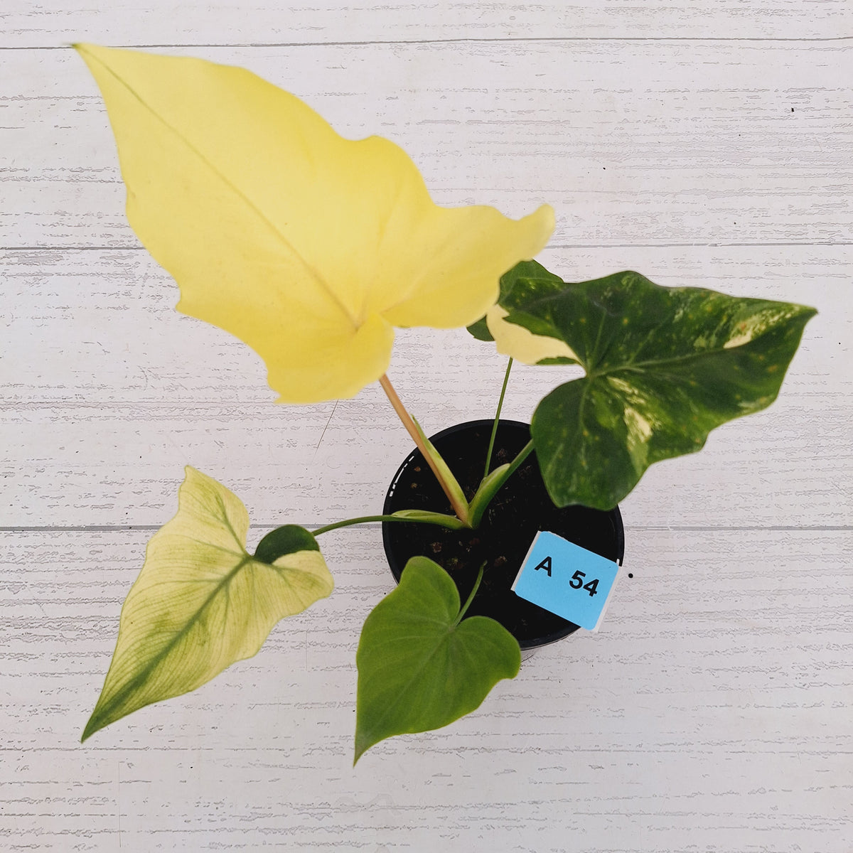 Philodendron 'Angela' variegated