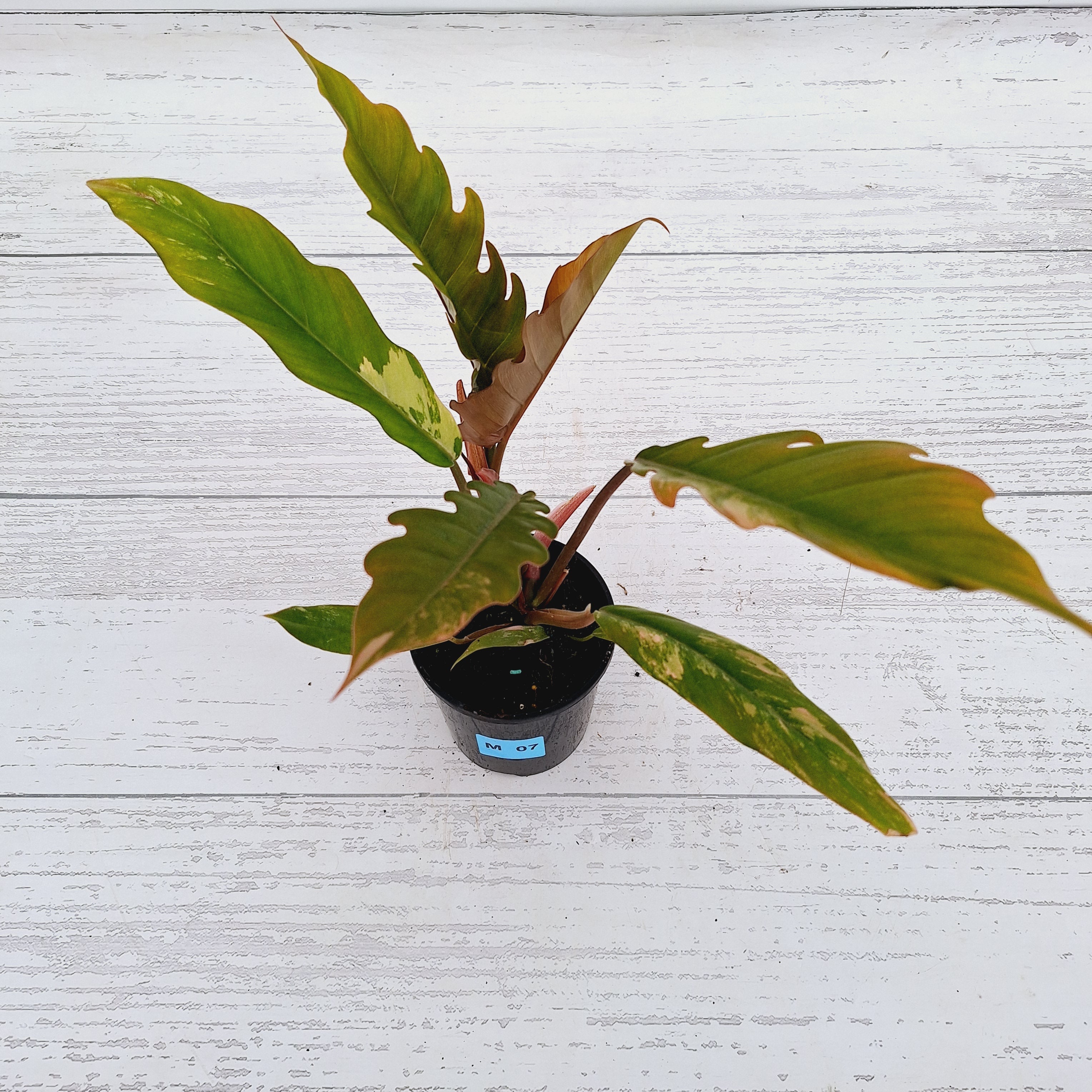 Philodendron serratum Caramel Marble