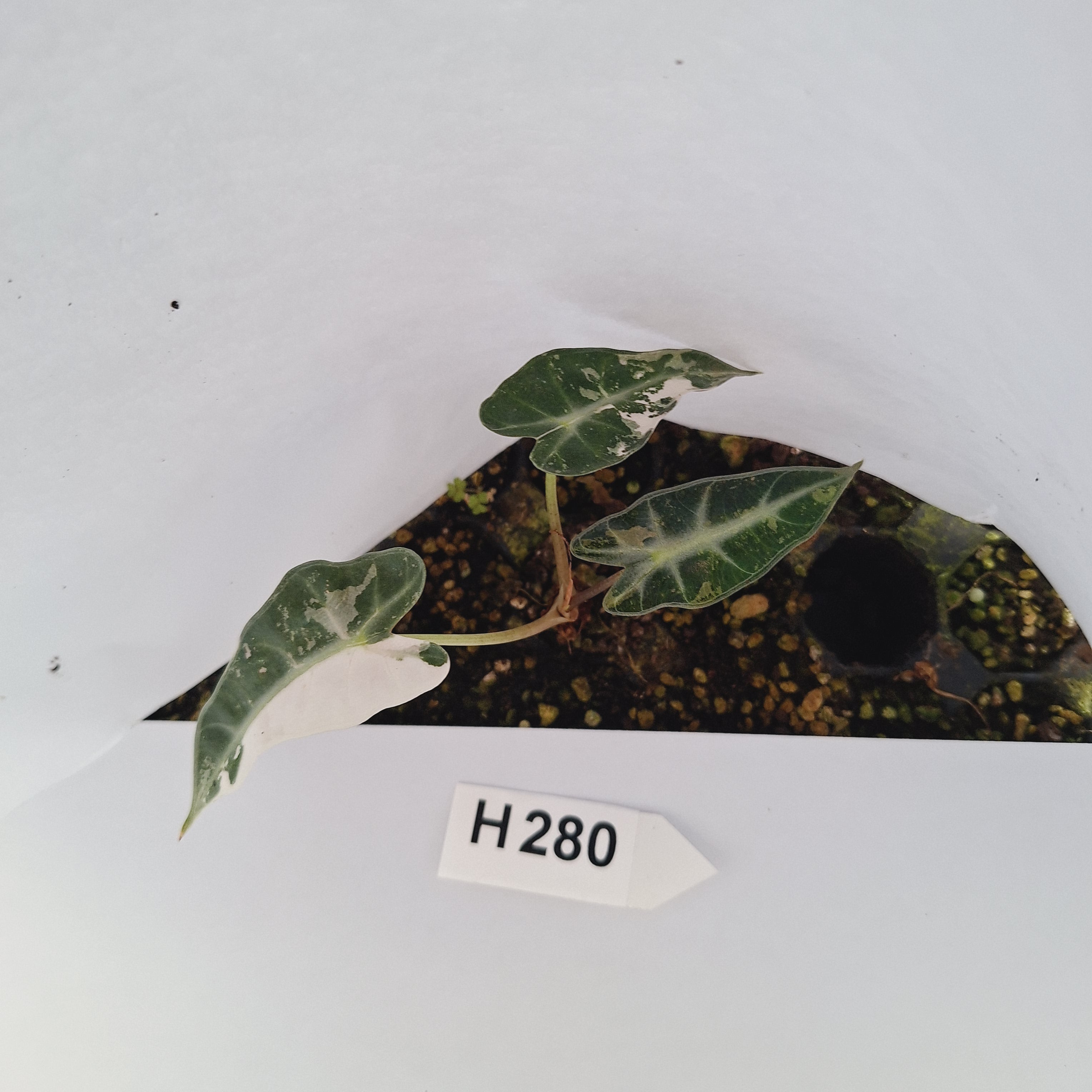 Alocasia Amazonica  bambino Variegata - Bare Bottom Baby - SALE