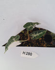 Alocasia Amazonica  bambino Variegata - Bare Bottom Baby - SALE
