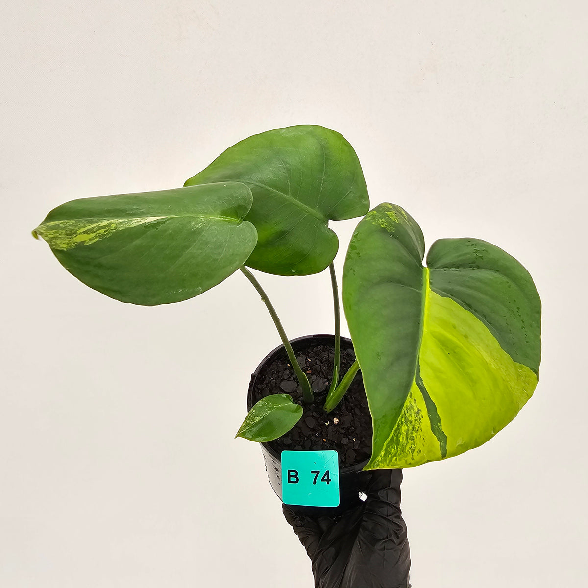 Monstera deliciosa Variegata