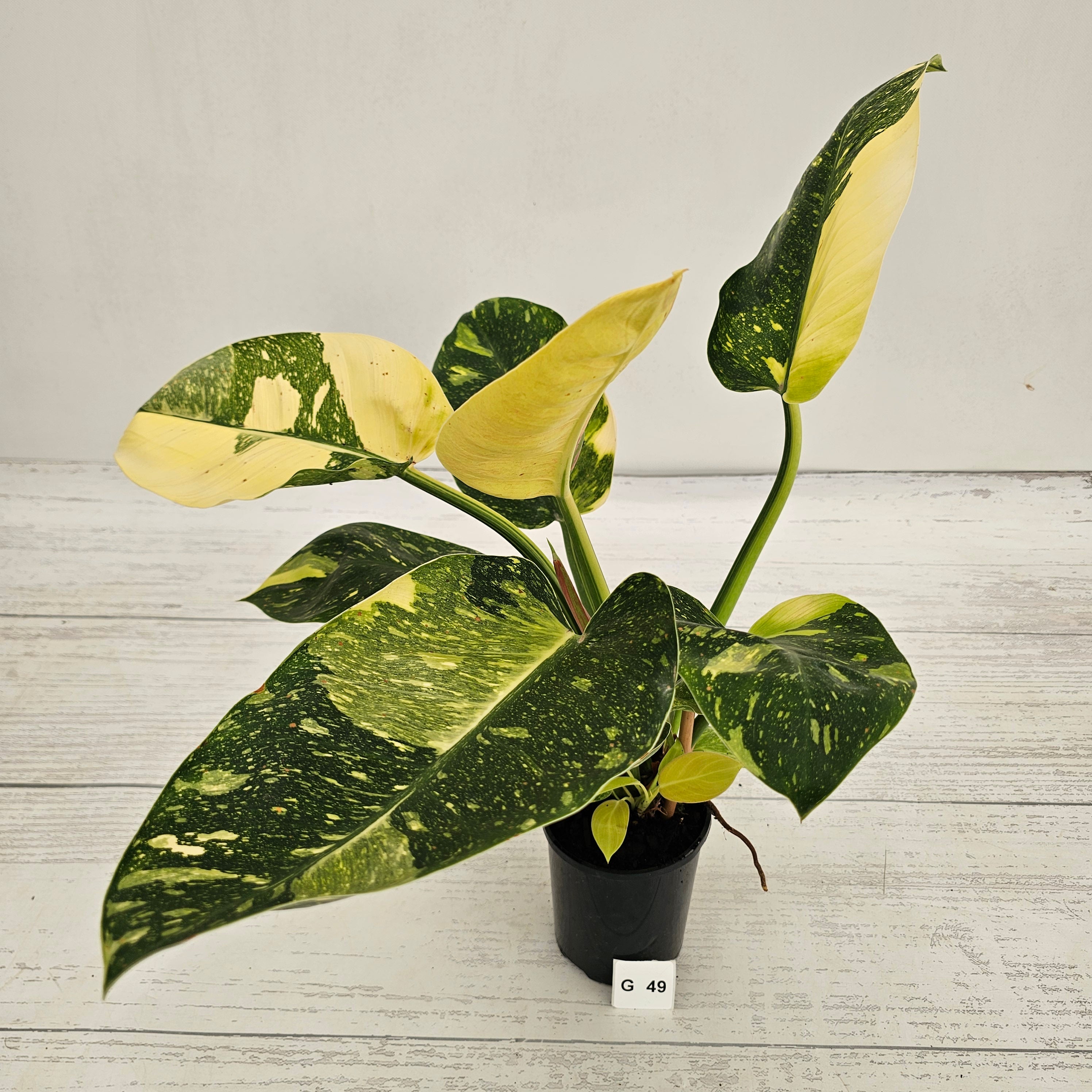 Philodendron Green Congo Variegata 'Congo Nuclear'  Perfectly Imperfect Plants