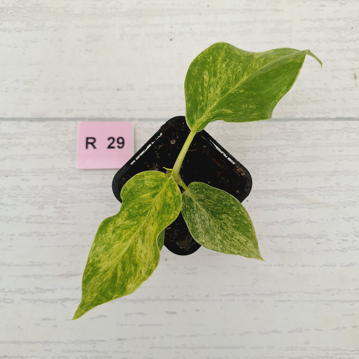 Philodendron giganteum Blizzard - SALE