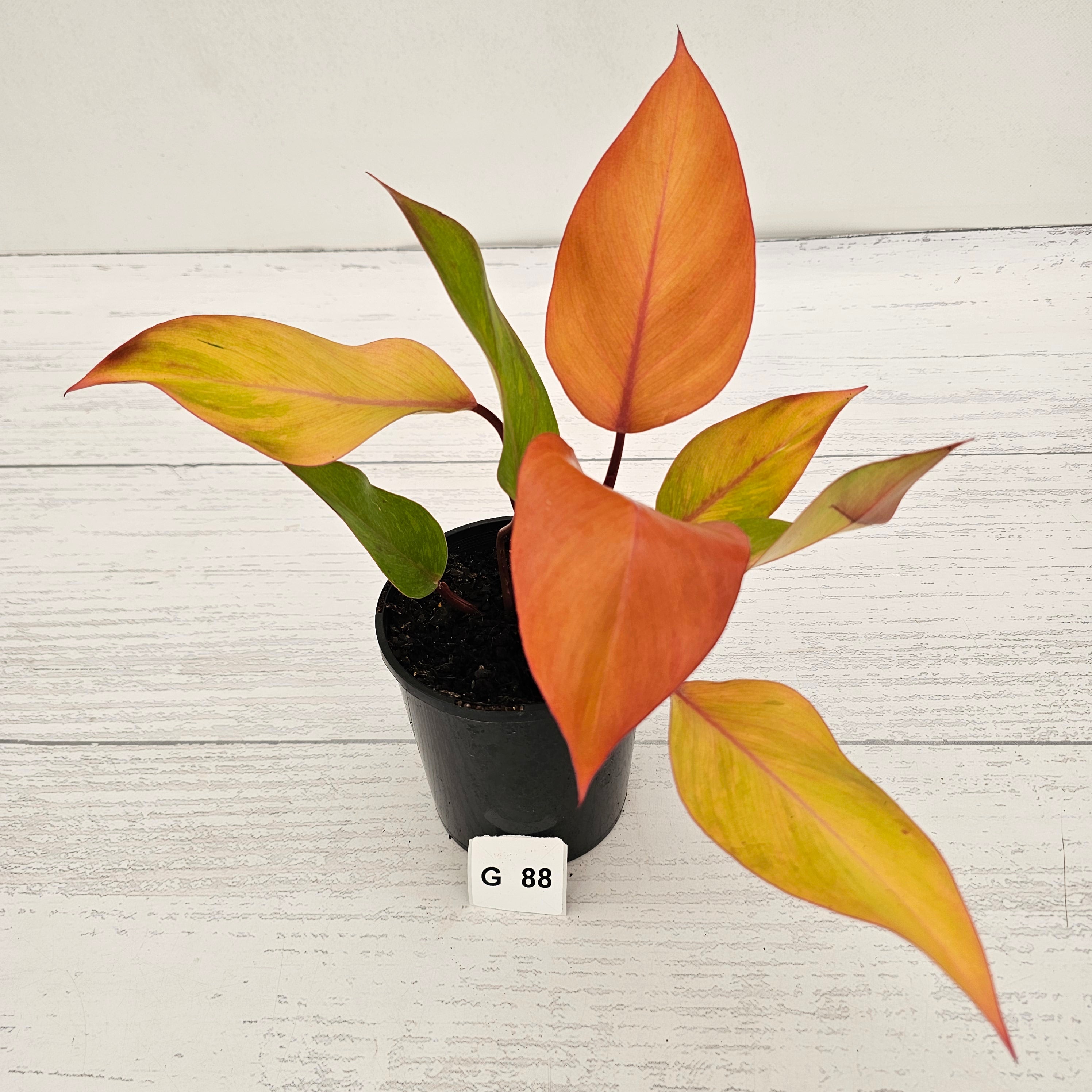 Philodendron 'Orange Princess' Sport