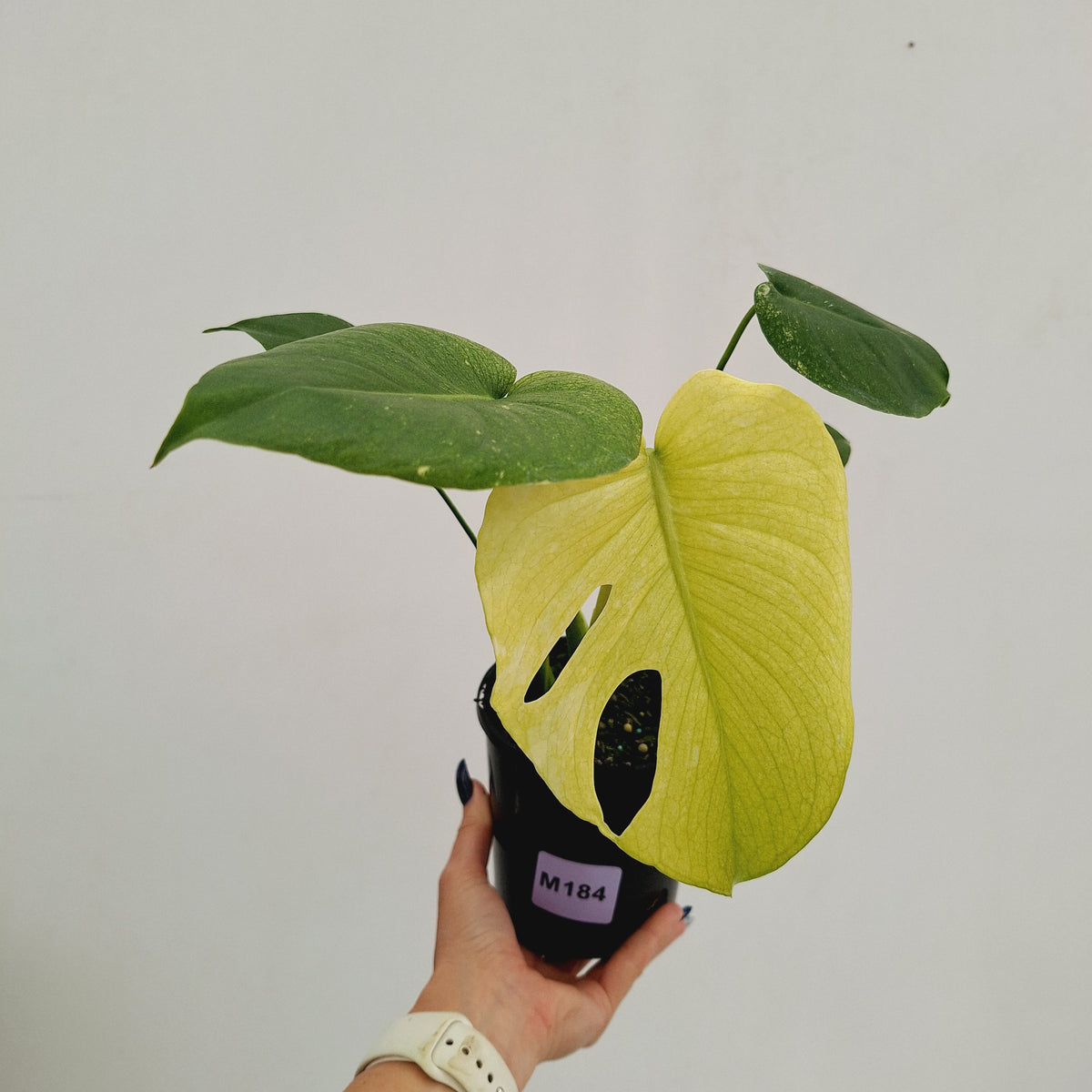 Monstera Deliciosa 'Mint' - SALE