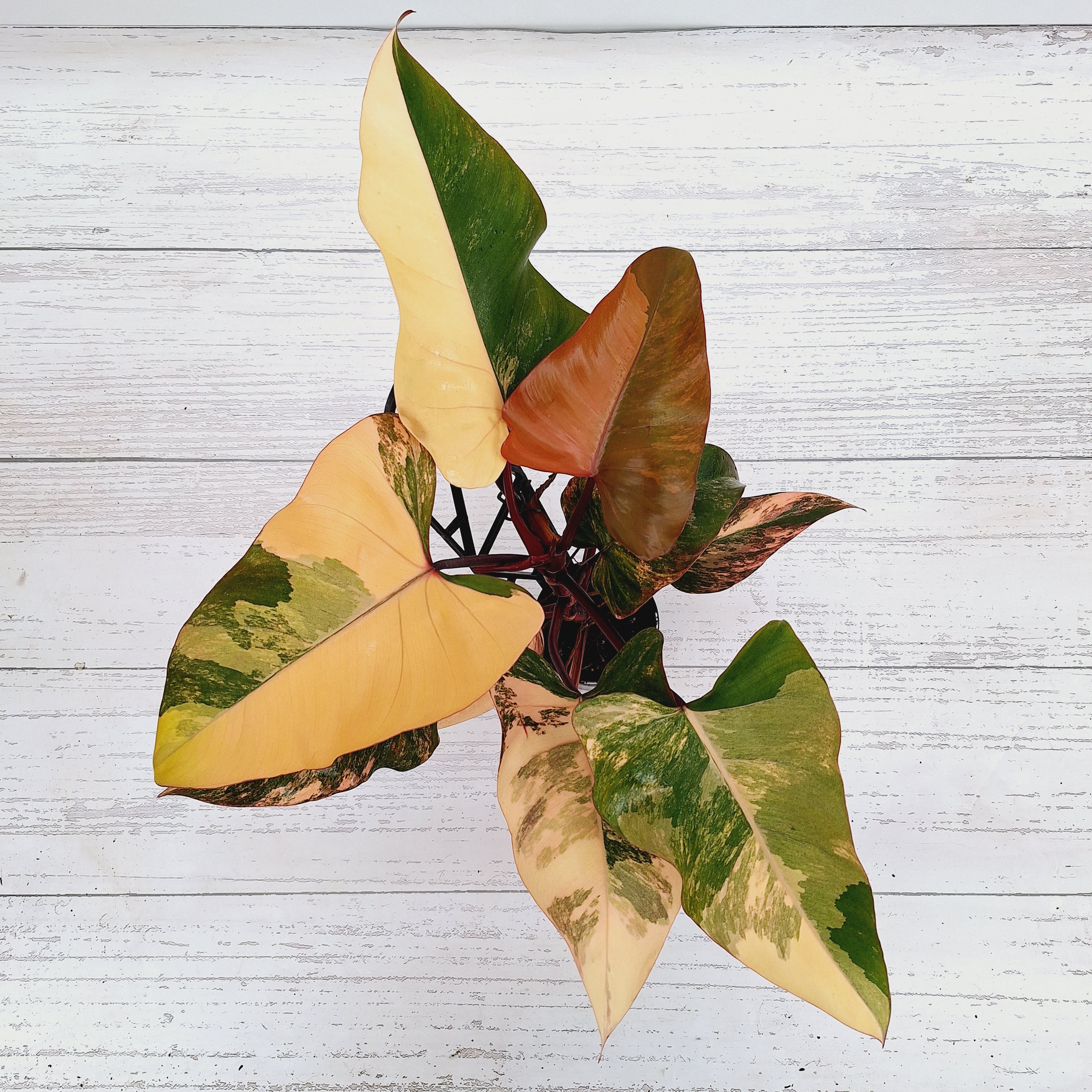 Philodendron erubescens Strawberry Shake