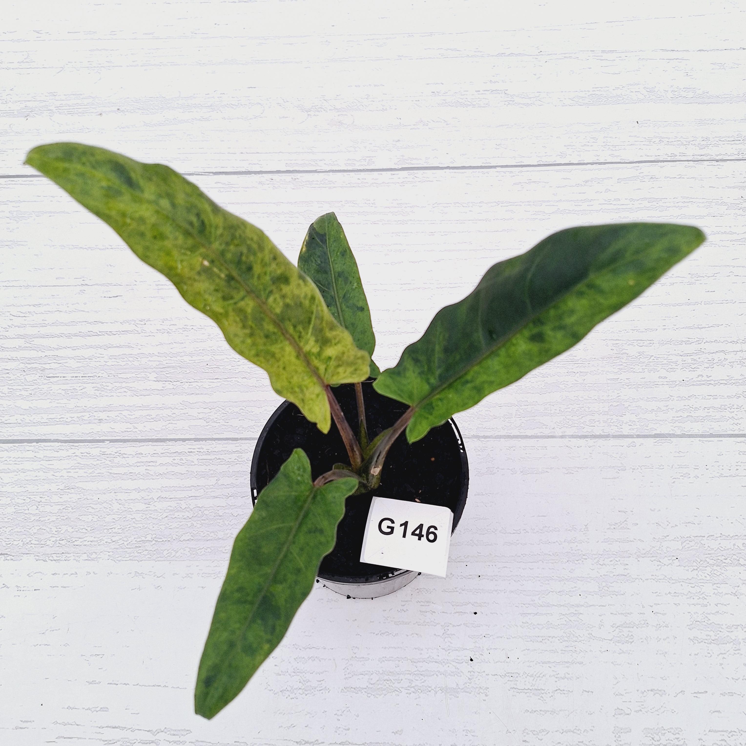 Alocasia lauterbachiana  Variegata