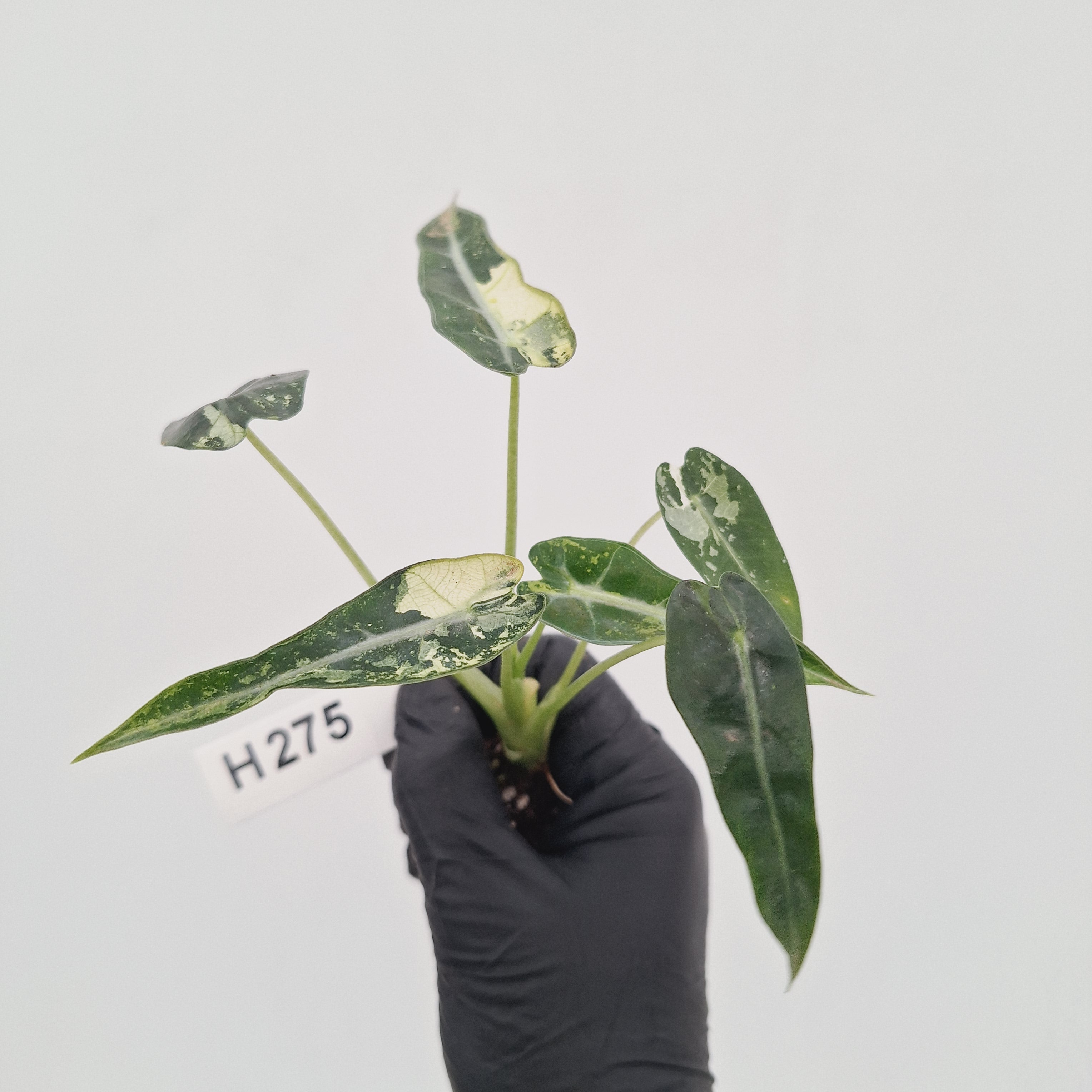 Alocasia Amazonica  bambino Variegata - Bare Bottom Baby - SALE