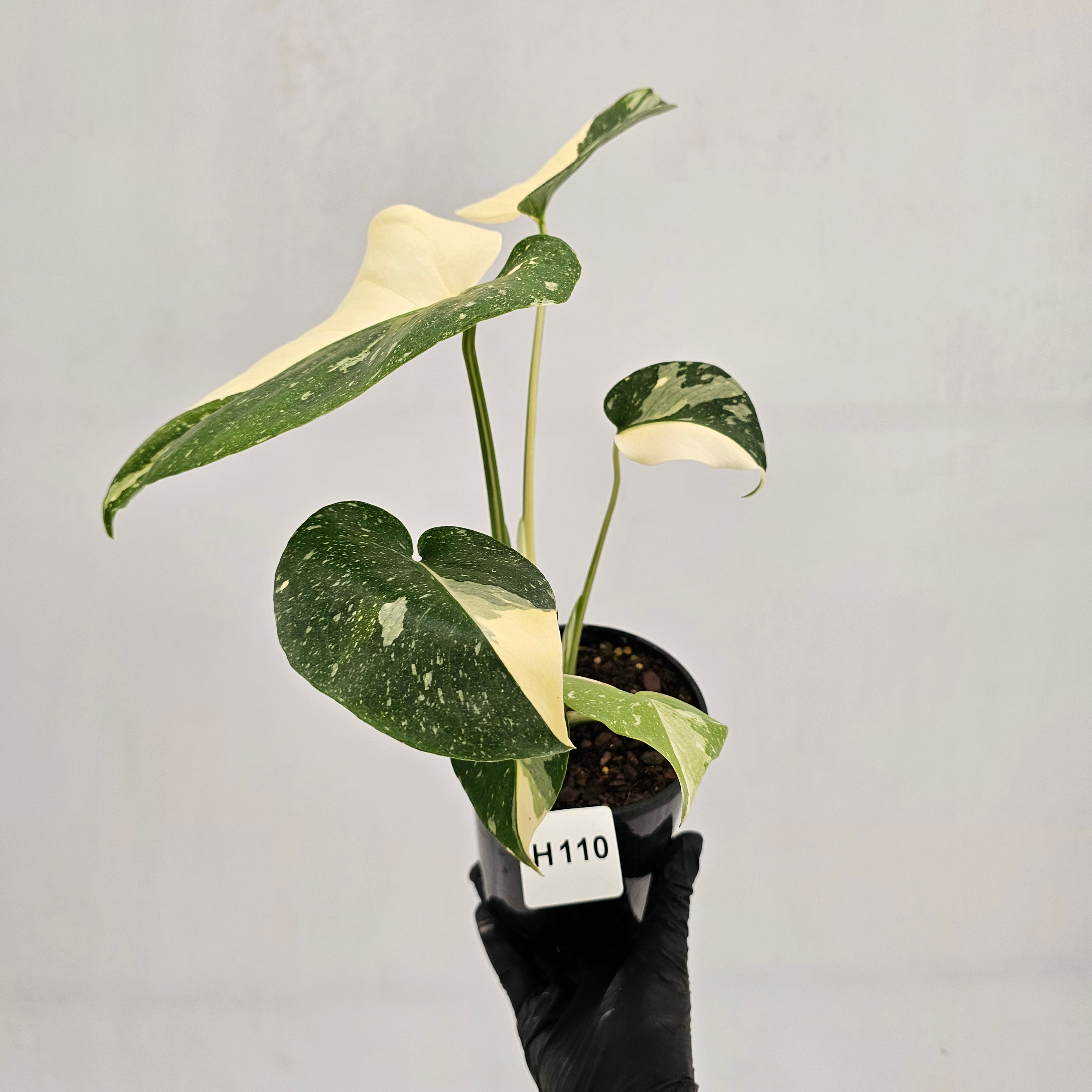 Monstera deliciosa Thai Constellation