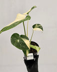 Monstera deliciosa Thai Constellation