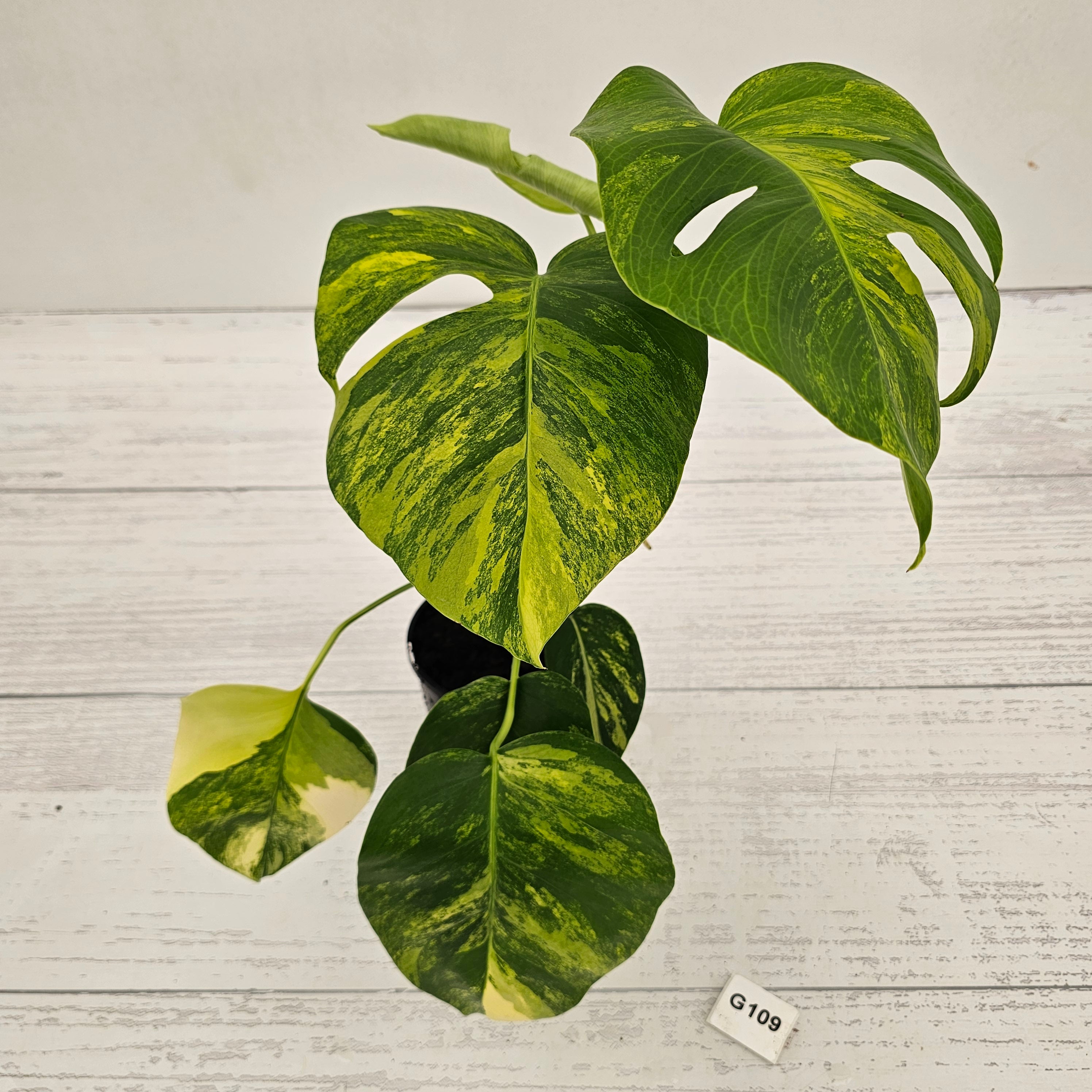 Monstera borsigiana Aurea
