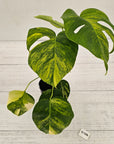 Monstera borsigiana Aurea
