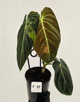Philodendron melanochrysum Variegata