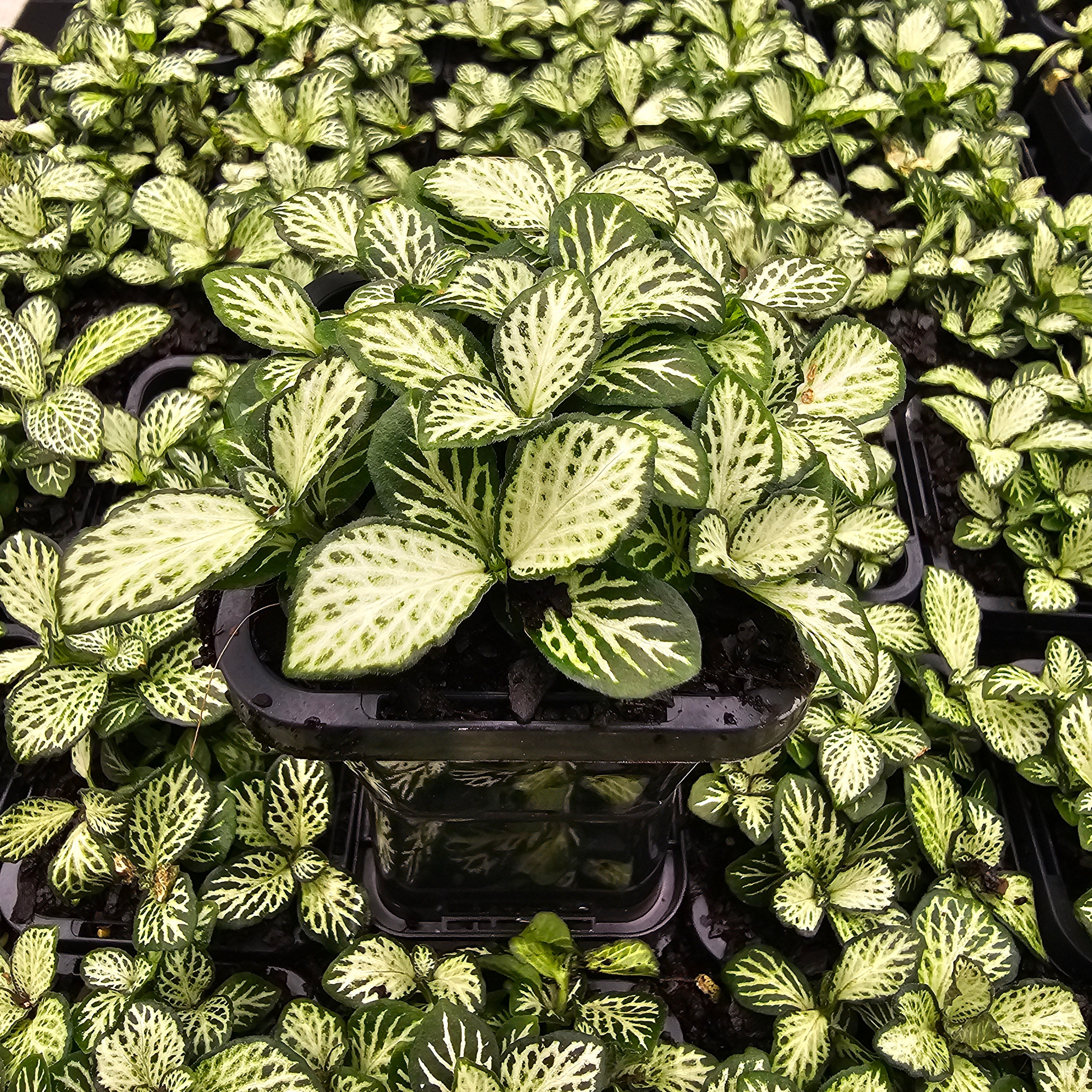 Fittonia verschaffeltii white cloud
