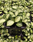 Fittonia verschaffeltii white cloud