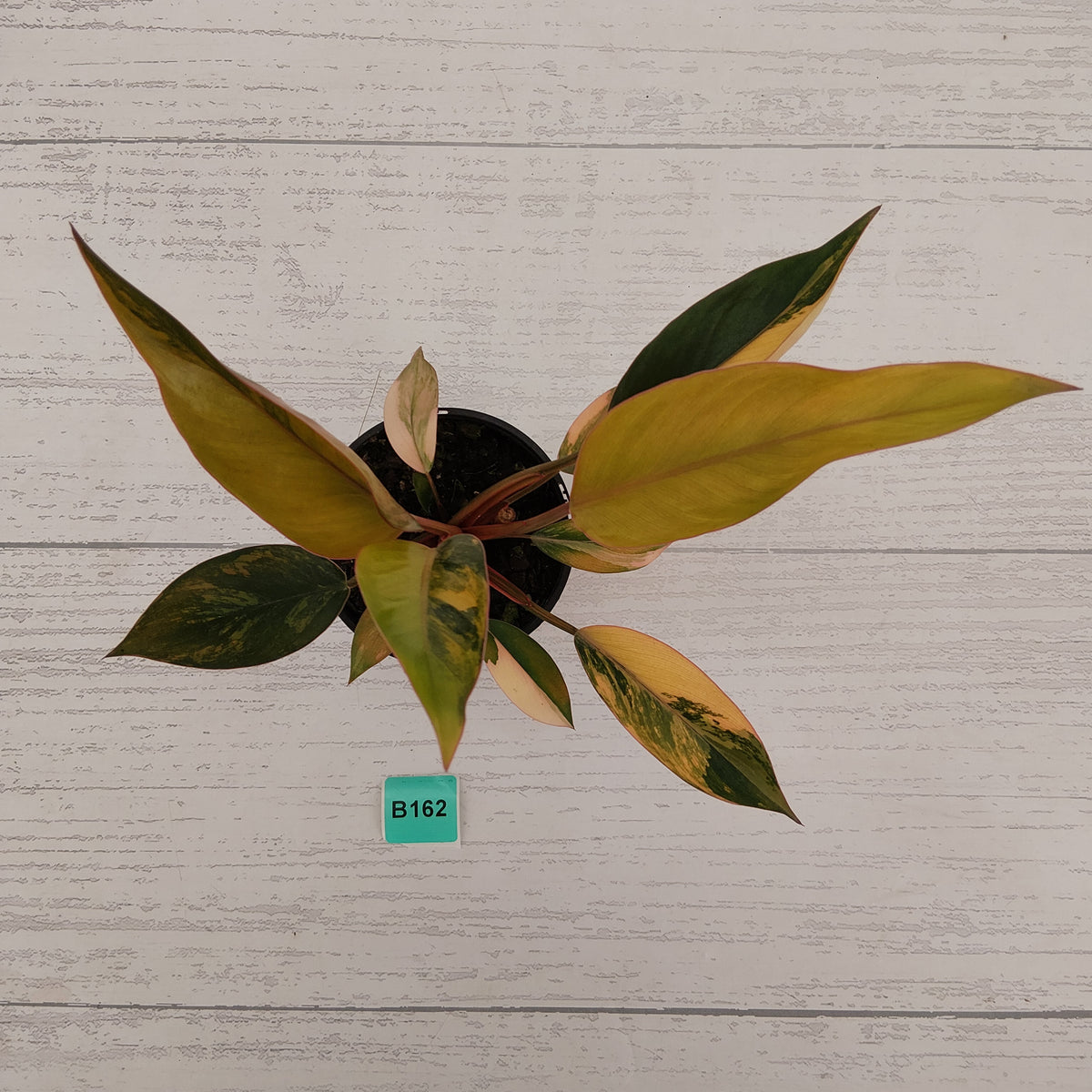 Philodendron 'Rojo Congo Variegated' 125mm - SALE