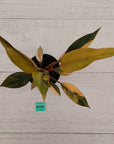 Philodendron 'Rojo Congo Variegated' 125mm - SALE
