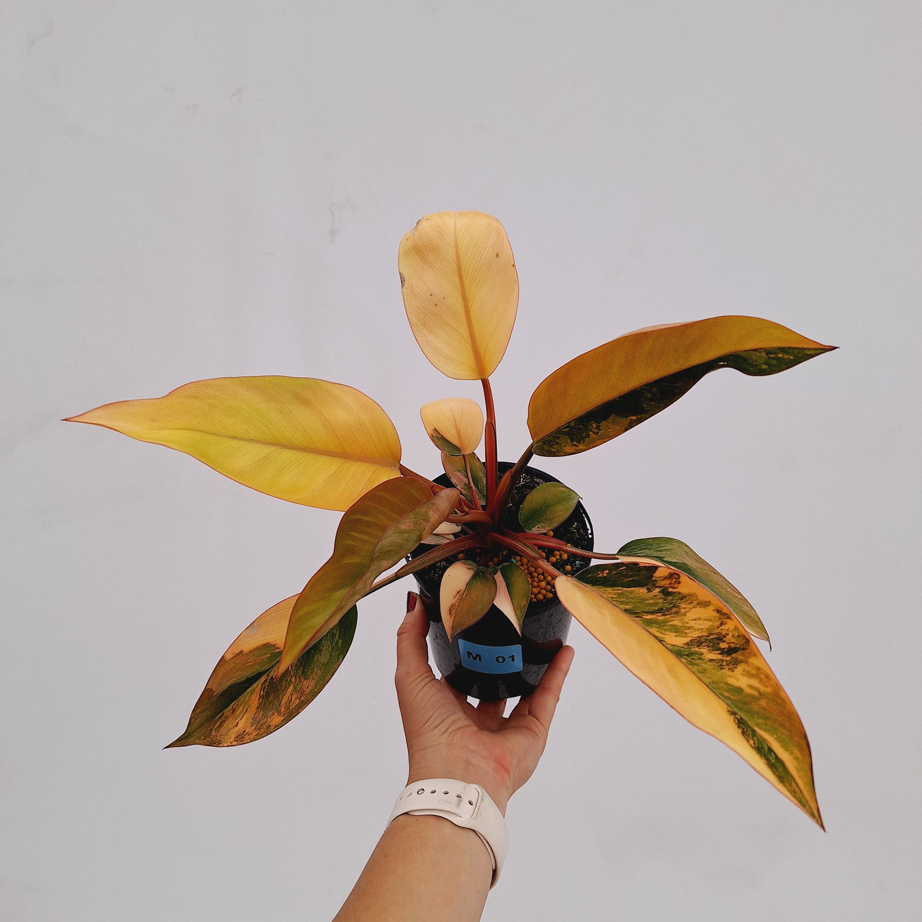 Philodendron &#39;Rojo Congo Variegated&#39;