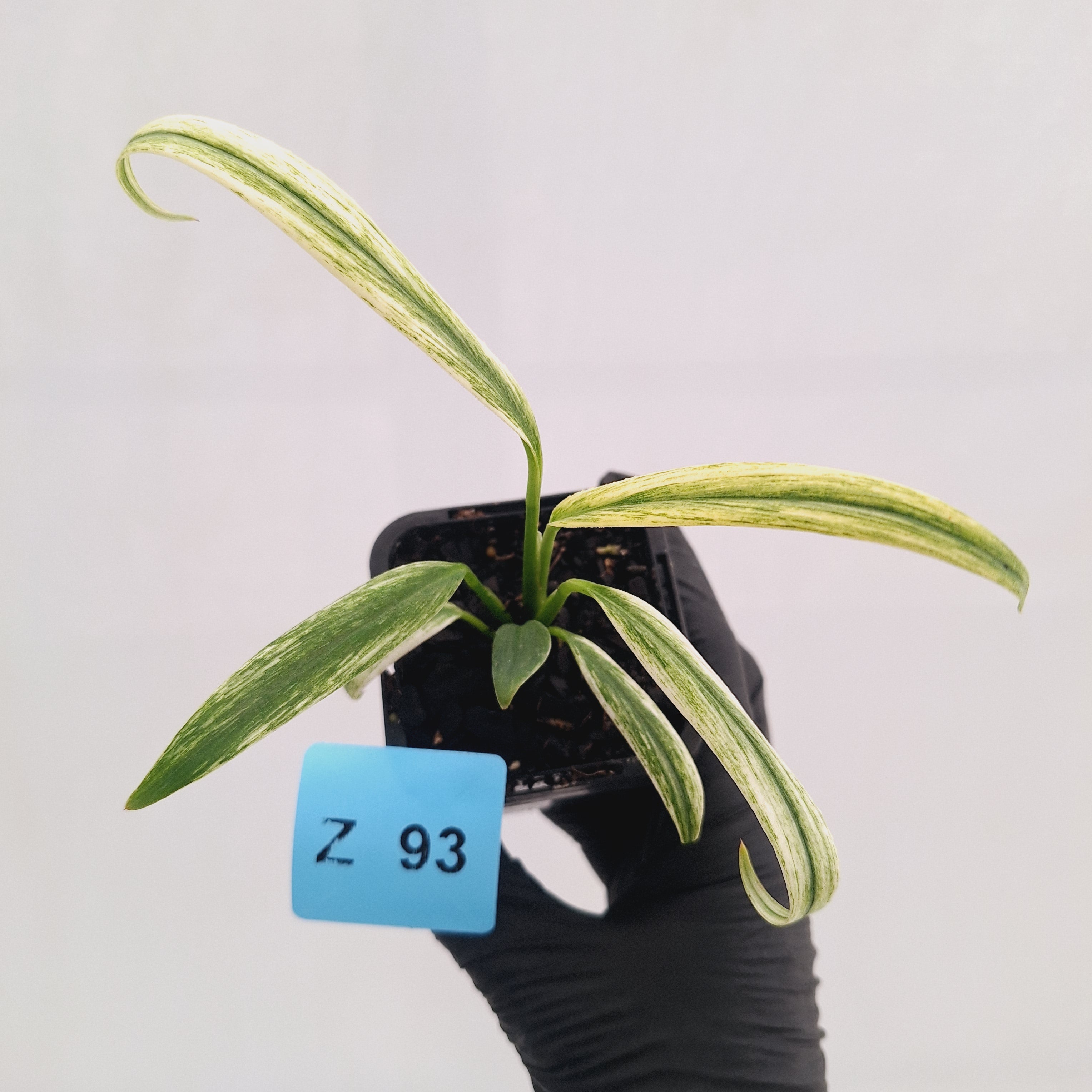 Epipremnum amplissimum variegata 'Albo'