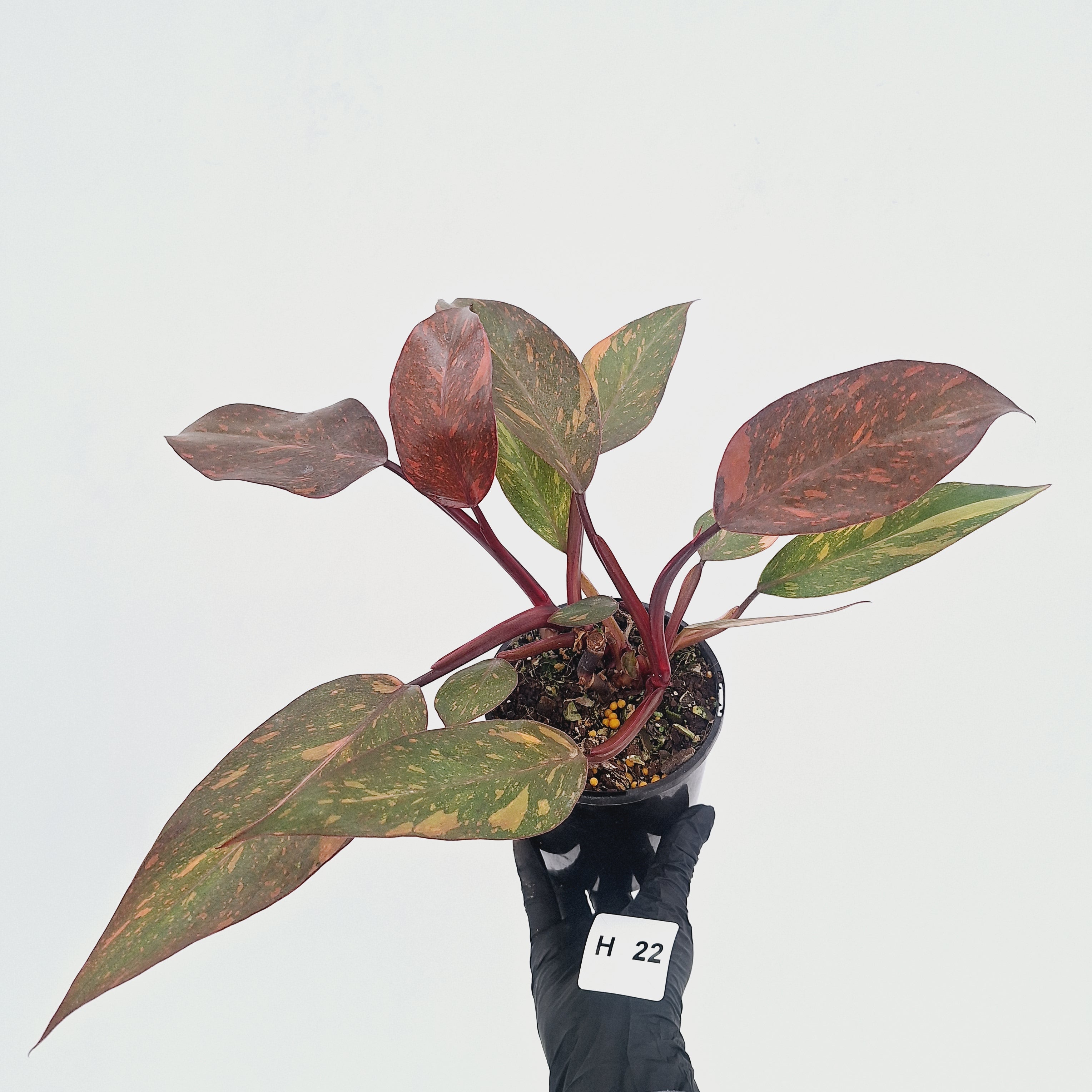 Philodendron 'Orange Princess' - FLASH SALE