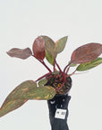 Philodendron 'Orange Princess' - FLASH SALE