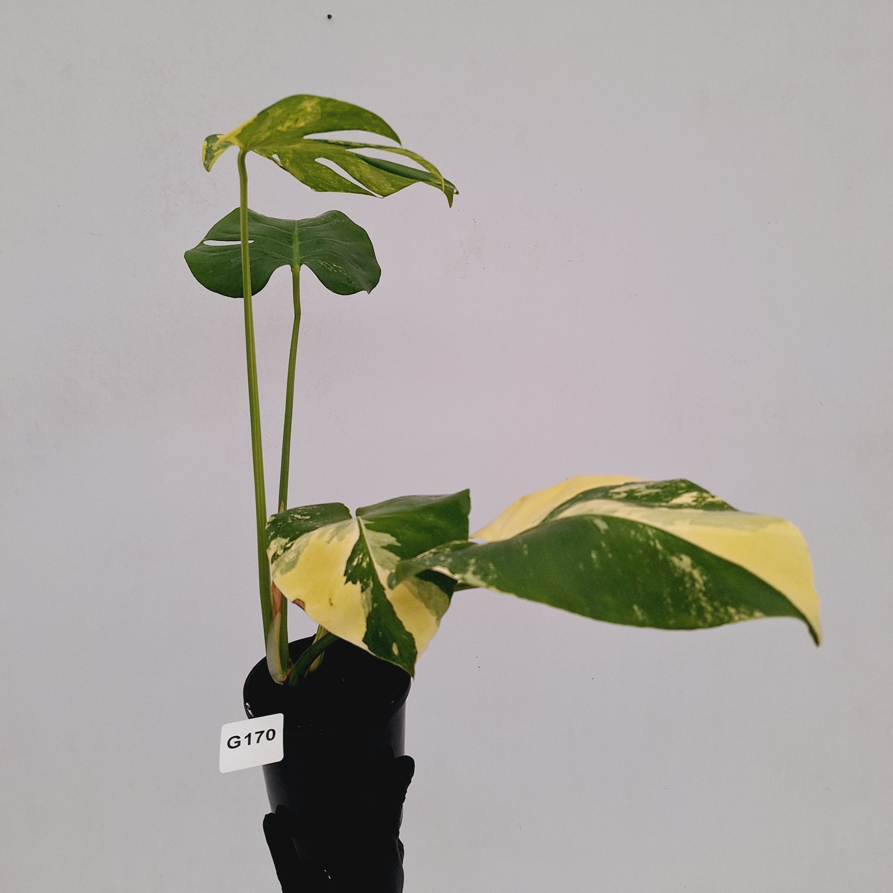 Monstera deliciosa Variegata
