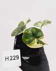 Alocasia Dragon Scale 'Marble' Variegata