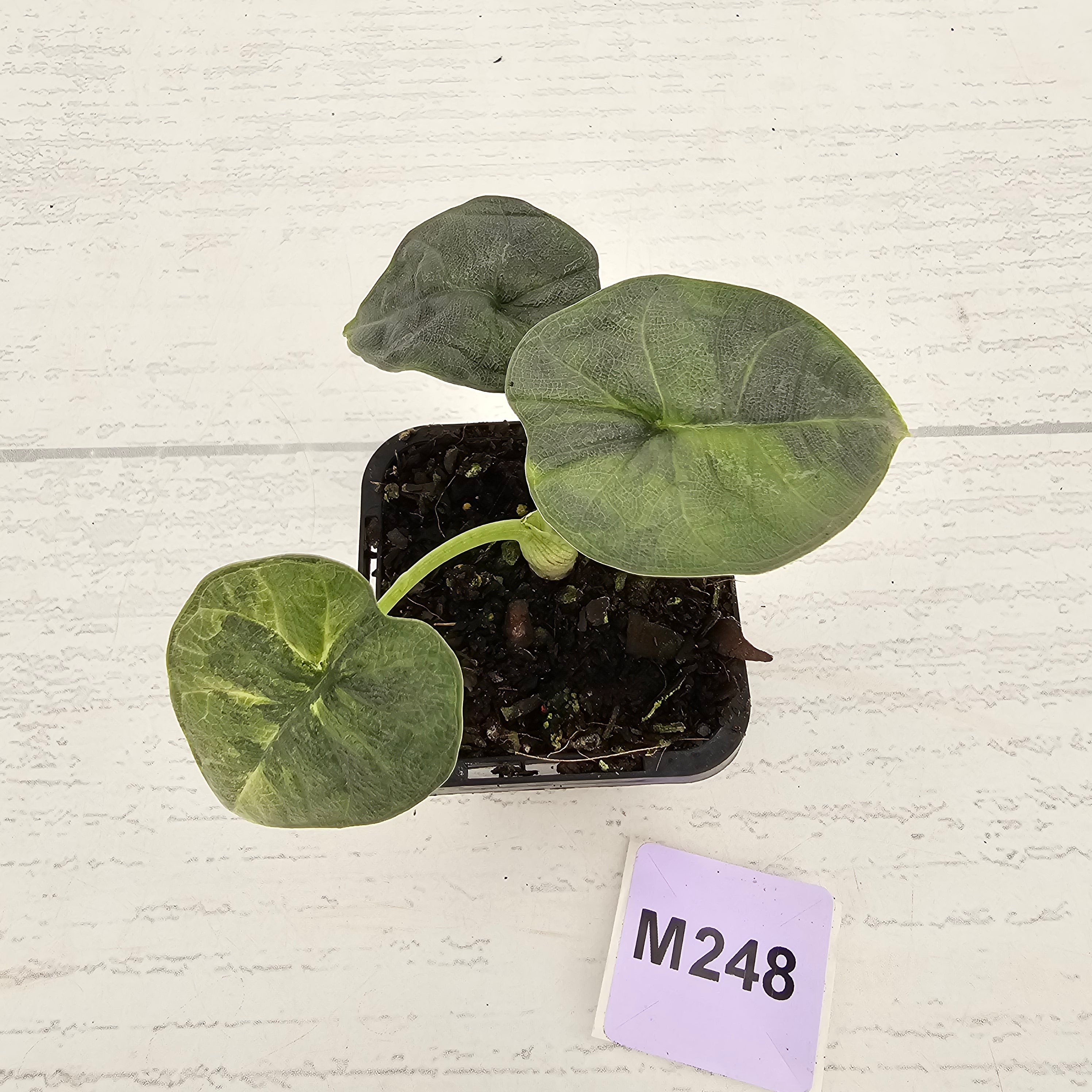 Alocasia melo 'Rhino Skin' Variegata - 70mm