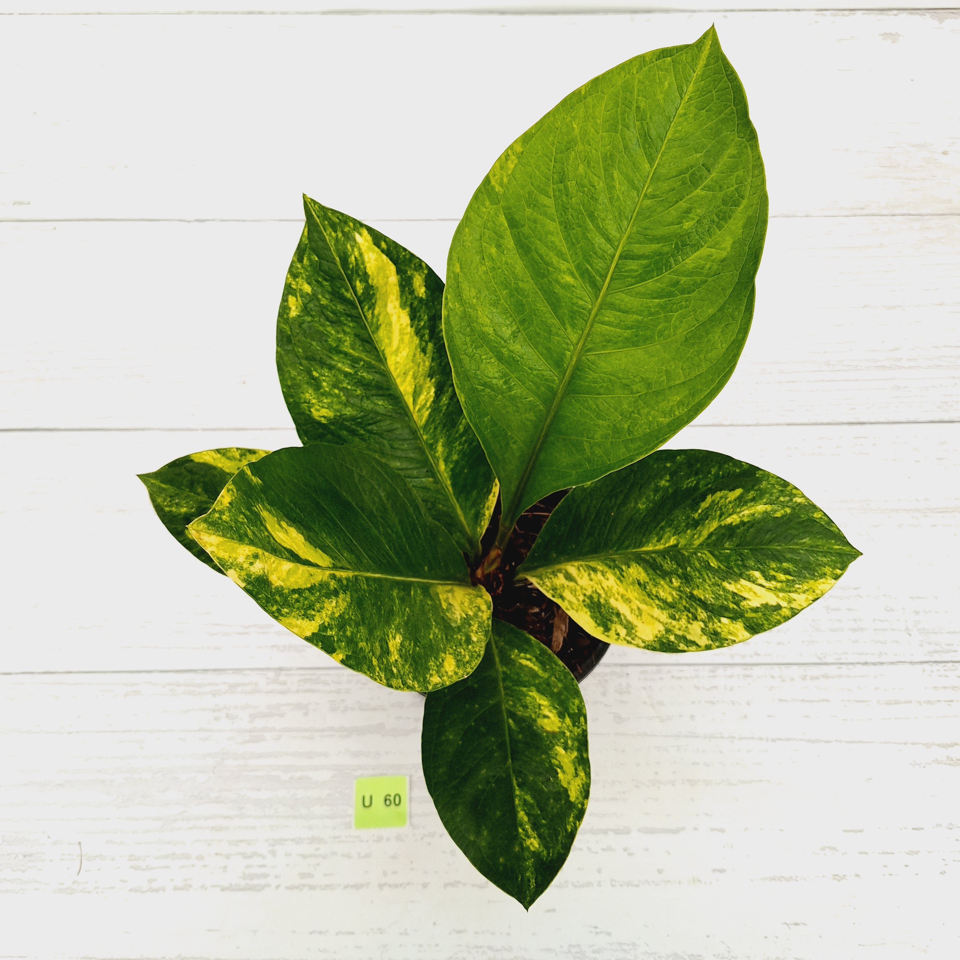 Anthurium jenmanii Variegata