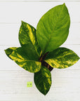 Anthurium jenmanii Variegata