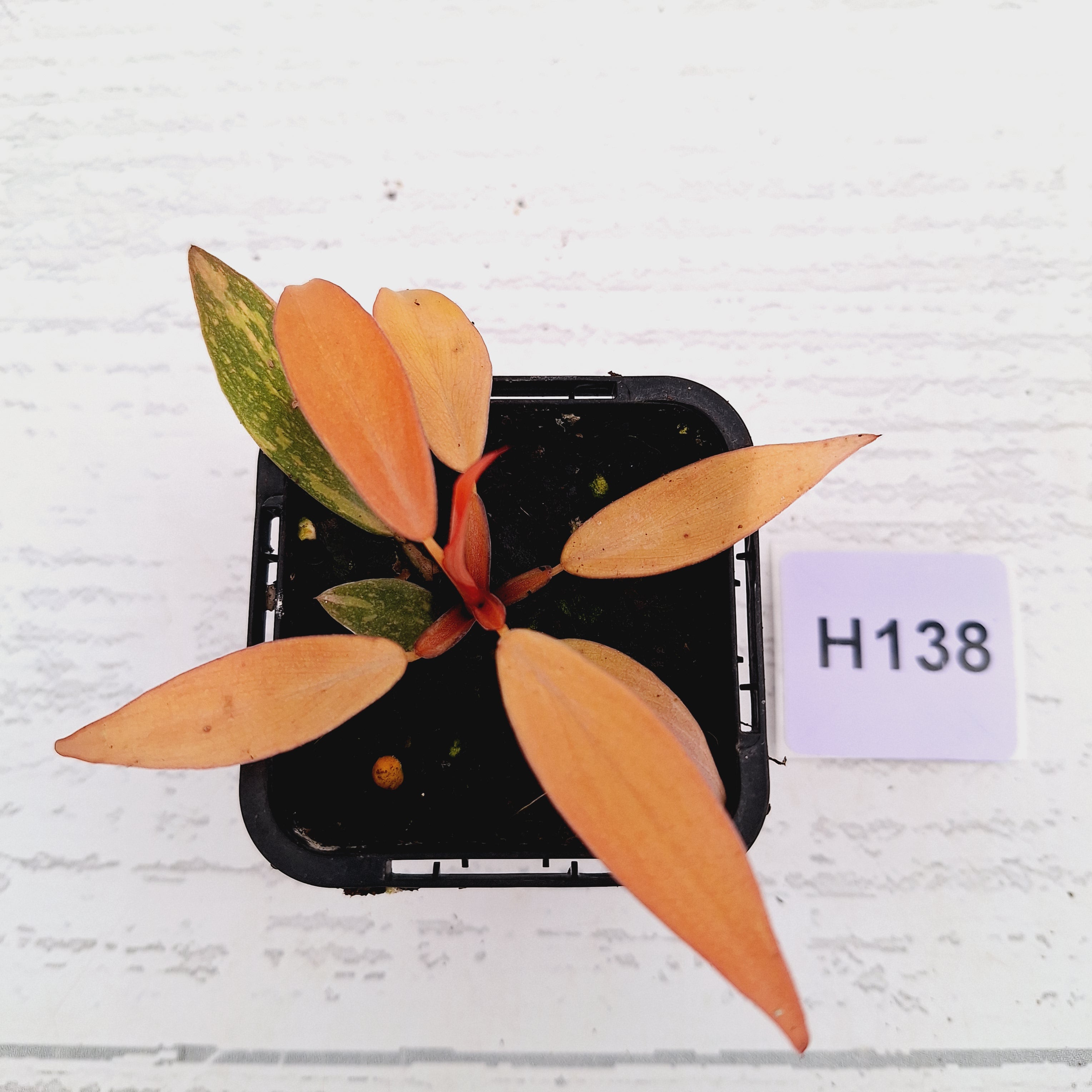 Philodendron &#39;Orange Princess&#39;