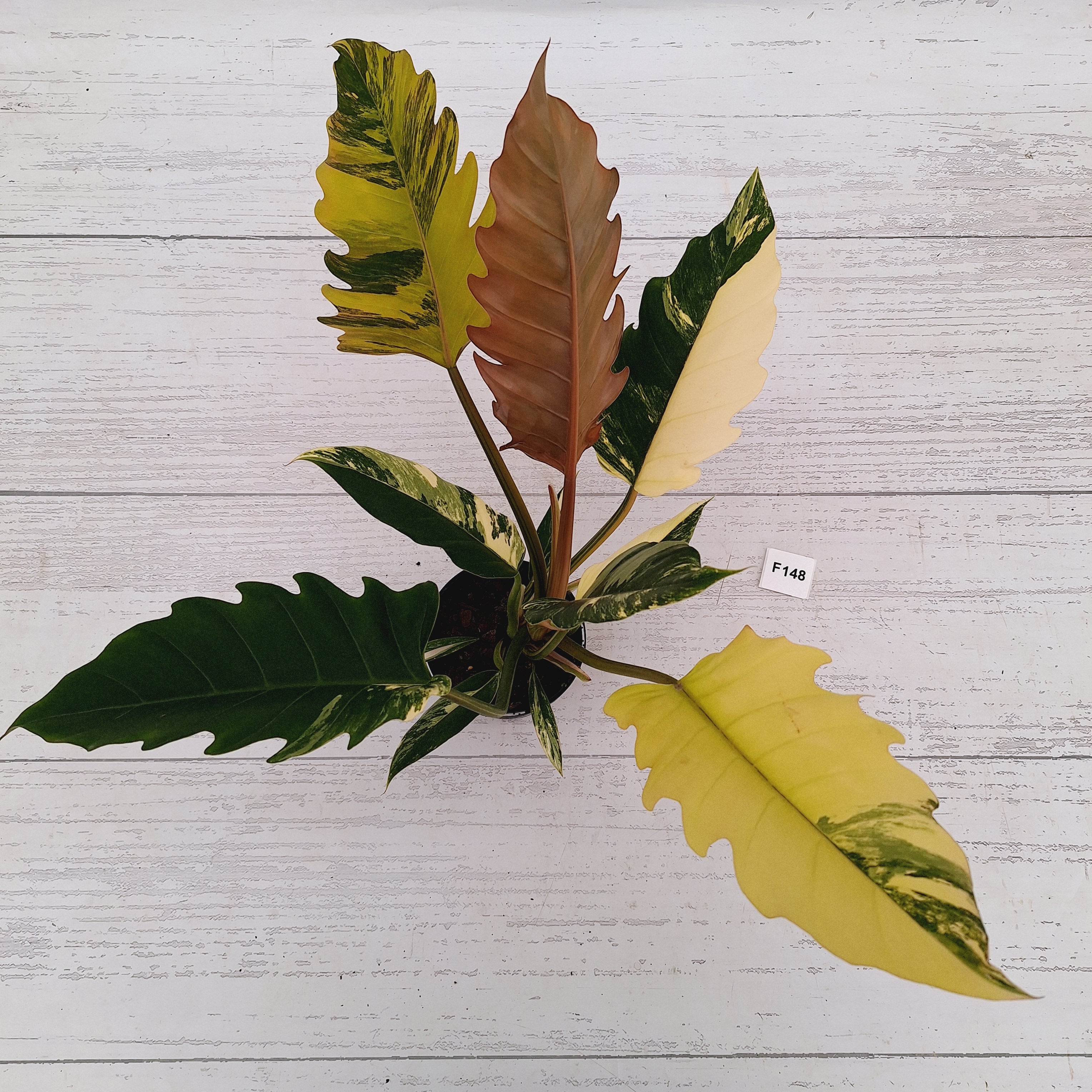 Philodendron serratum Caramel Marble