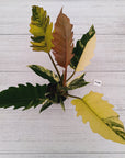Philodendron serratum Caramel Marble