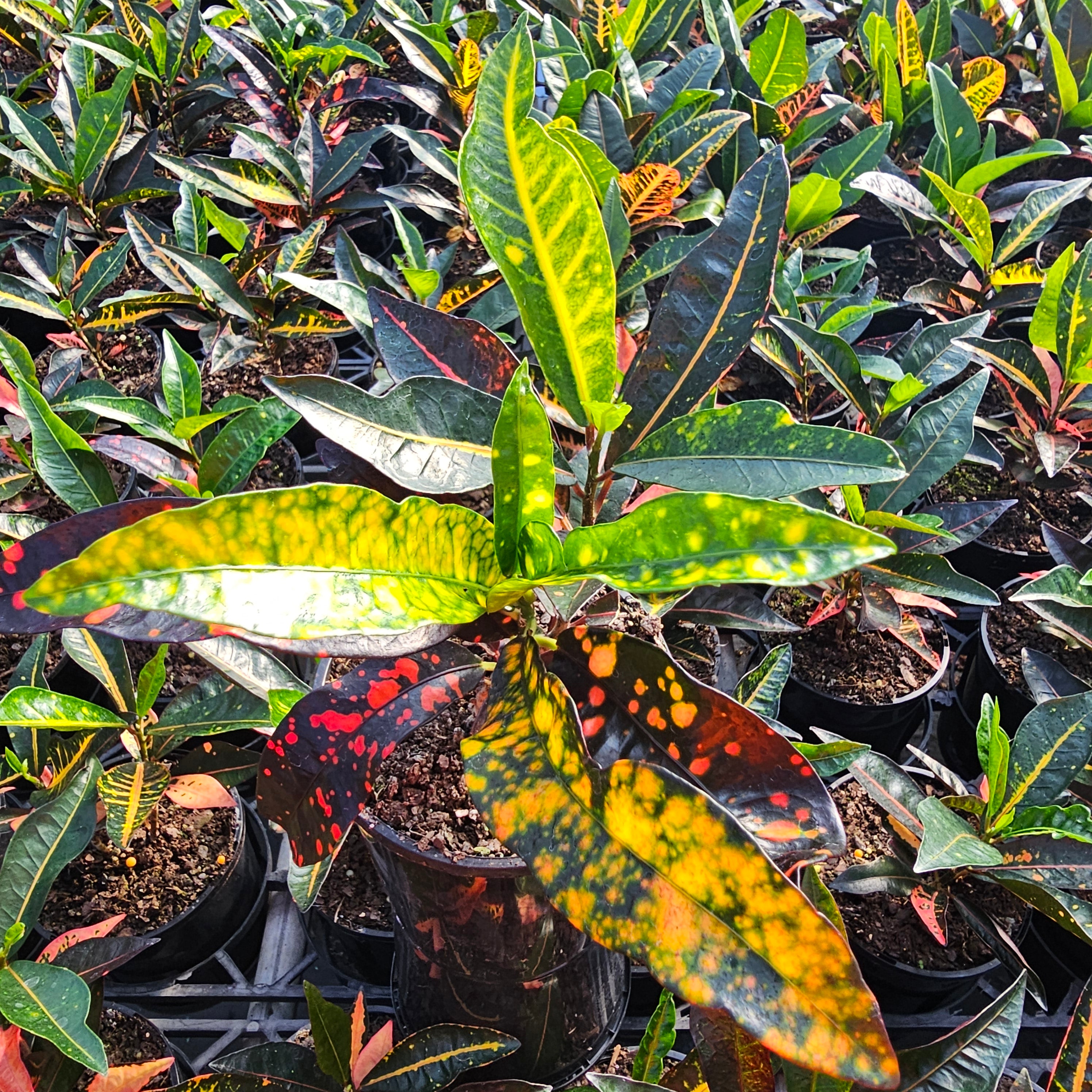 Codiaeum variegatum Croton Elaine