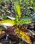 Codiaeum variegatum Croton Elaine