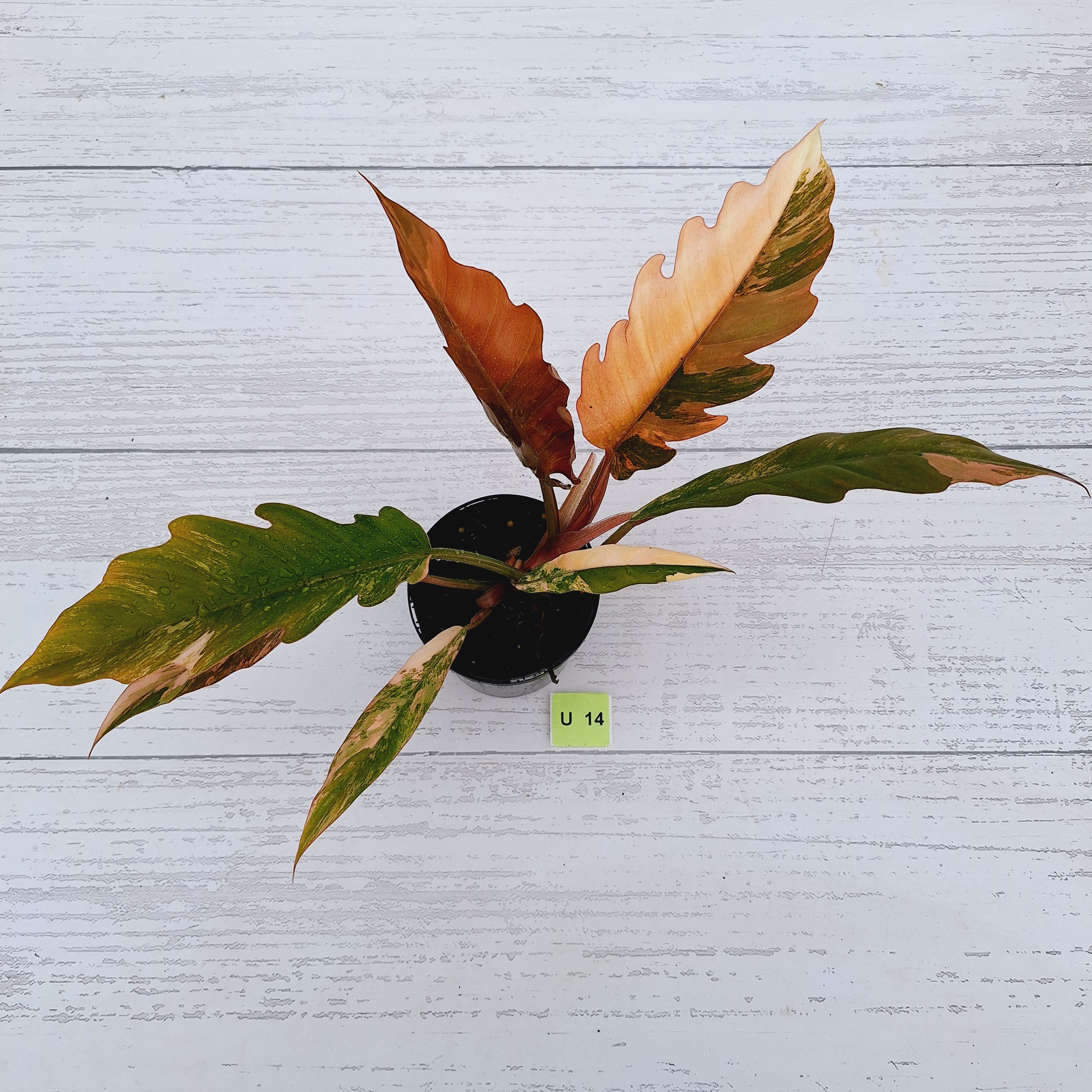 Philodendron serratum Caramel Marble
